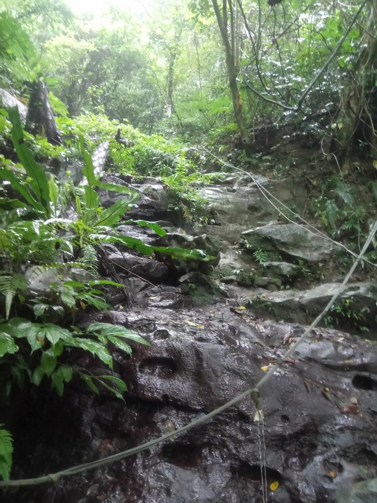 DSC_8448.JPG - 深坑  炮子崙登山步道