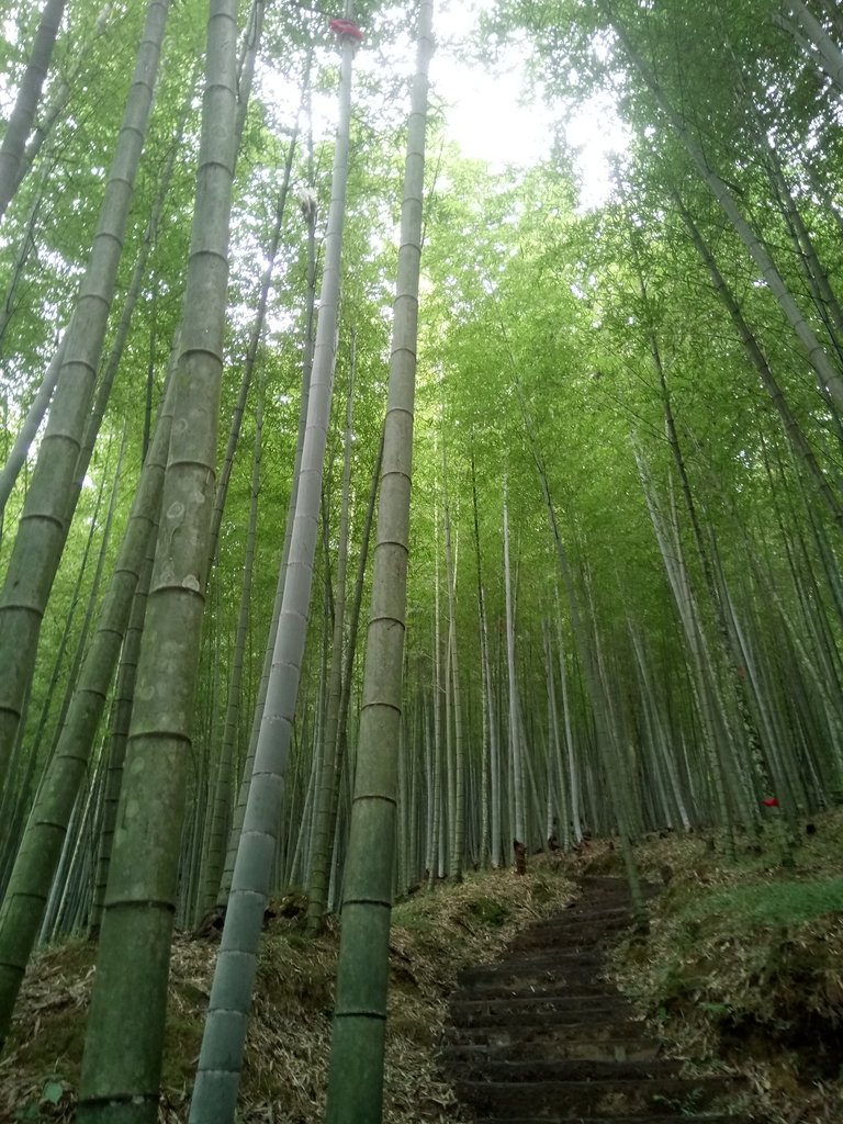 DSC_1232.JPG - 石壁山  嘉南雲峰步道