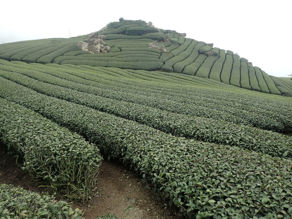 P3257859.JPG - 阿里山  隙頂茶園之美