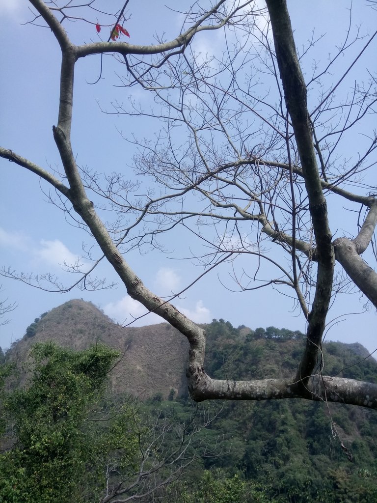 DSC_7302.JPG - 草屯平林  九九峰森林步道