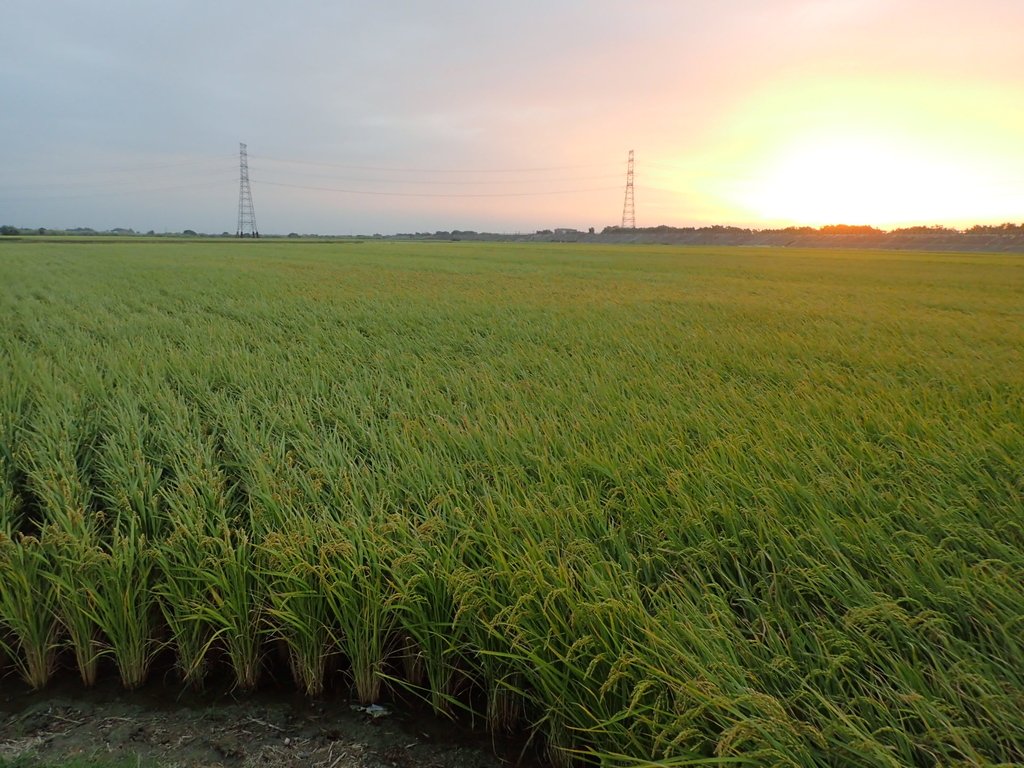 PC071380.JPG - 溪口  潭肚田野  夕陽之美