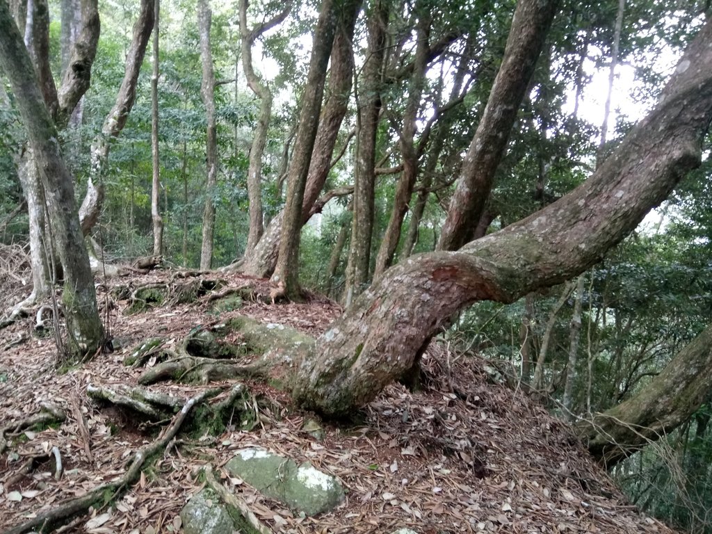 DSC_9992.JPG - 谷關七雄之  屋我尾山