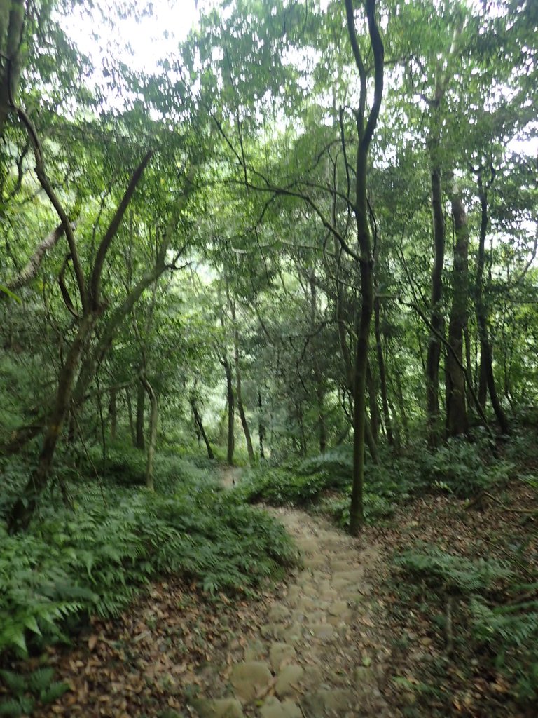 P9108430.JPG - 新竹  五指山登山步道