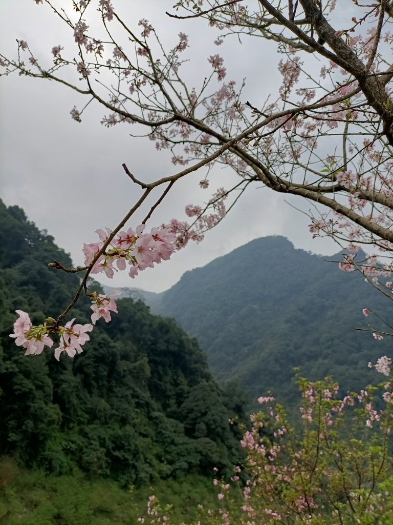 IMG20210226130331.jpg - 三峽  熊空  大熊櫻花林