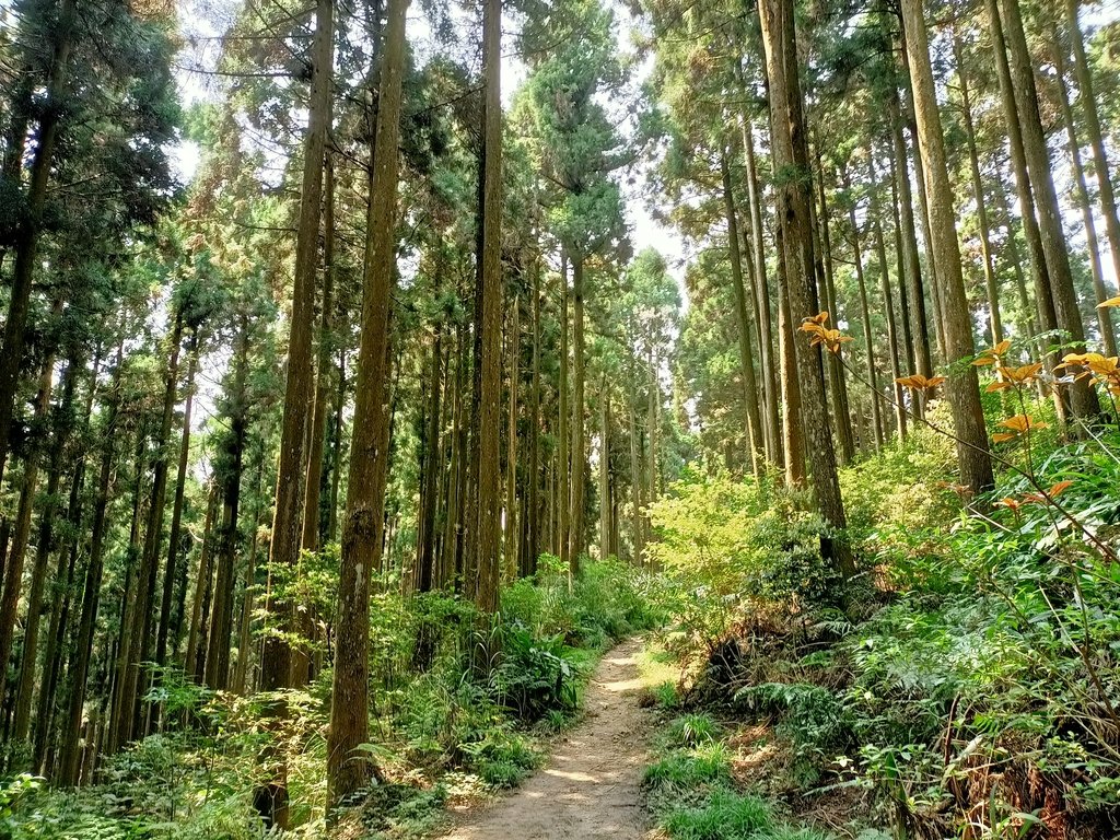 IMG20210403105918.jpg - 五峰  鵝公髻山登山步道  (02)