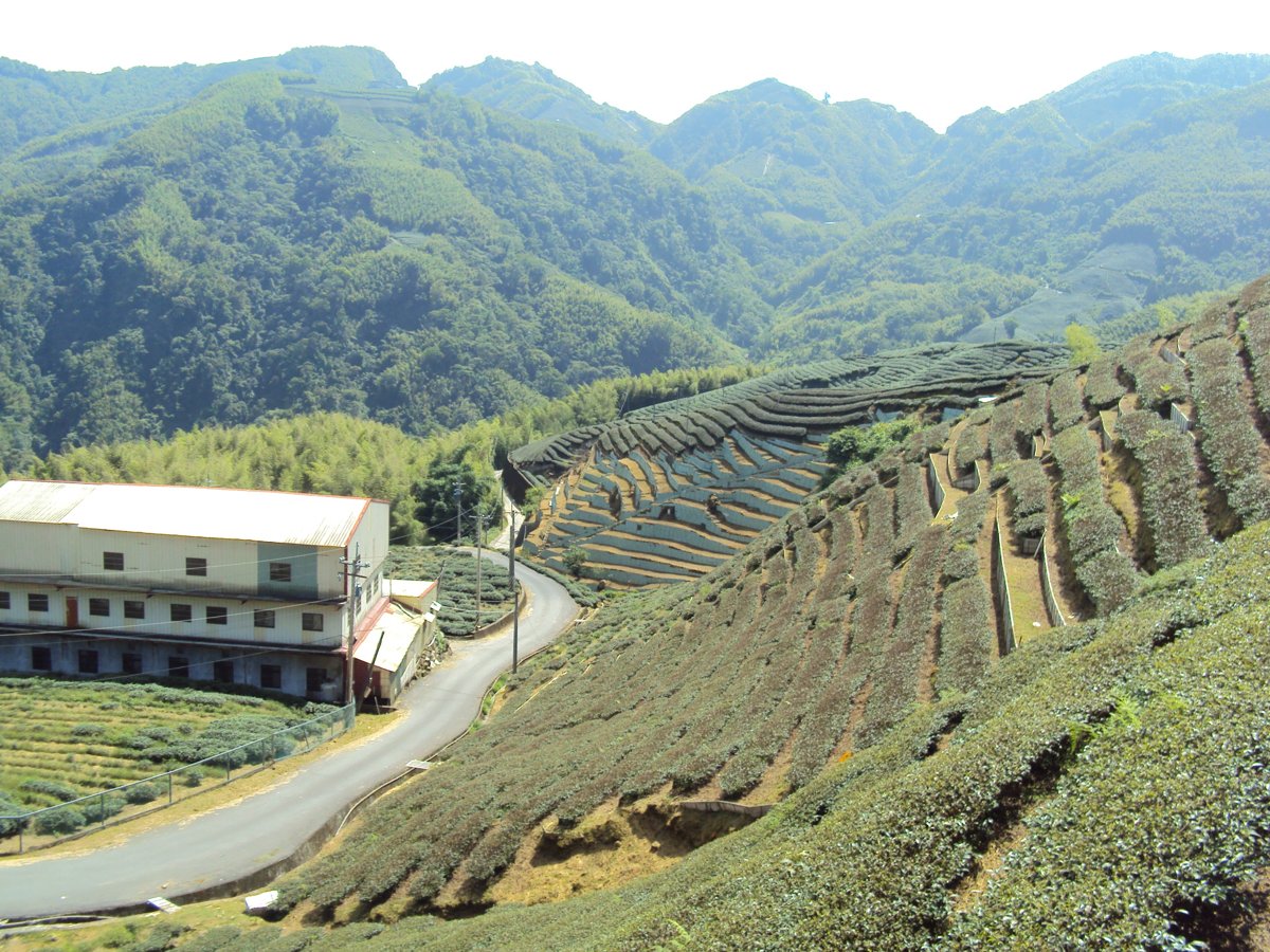 DSC07982.JPG - 竹山  軟鞍  八卦茶園