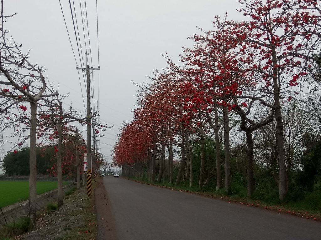 DSC_8256.JPG - 埤頭  東螺溪  木棉花