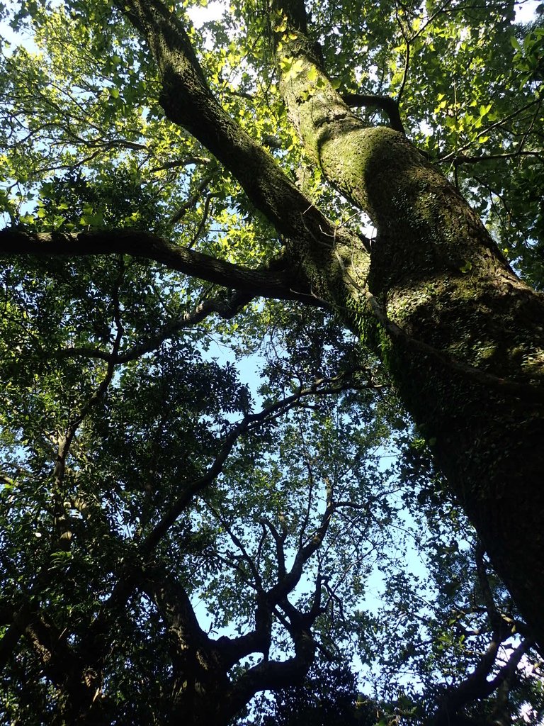 PB247250.JPG - 北投  中正山登山步道 03