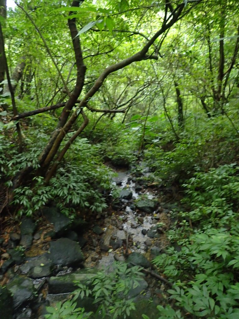 P1274366.JPG - 瑞芳  燦光寮古道初探