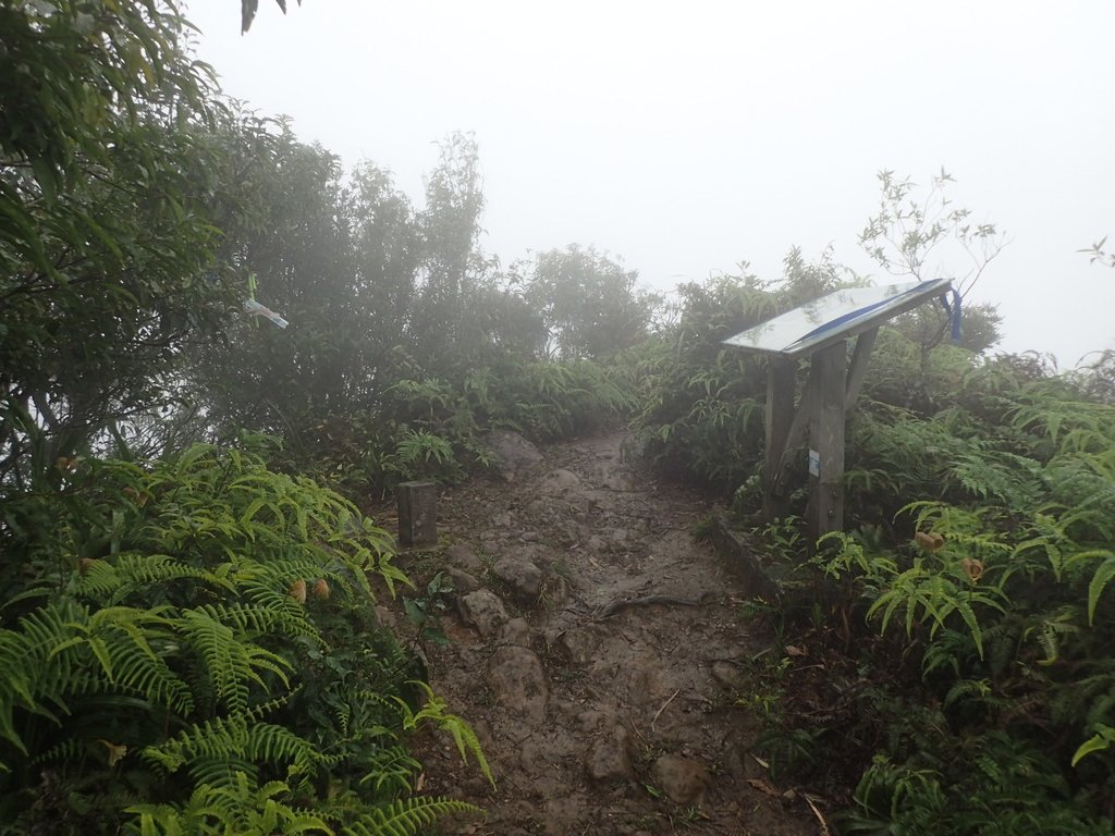 P3039167.JPG - 三峽  白雞山登山步道