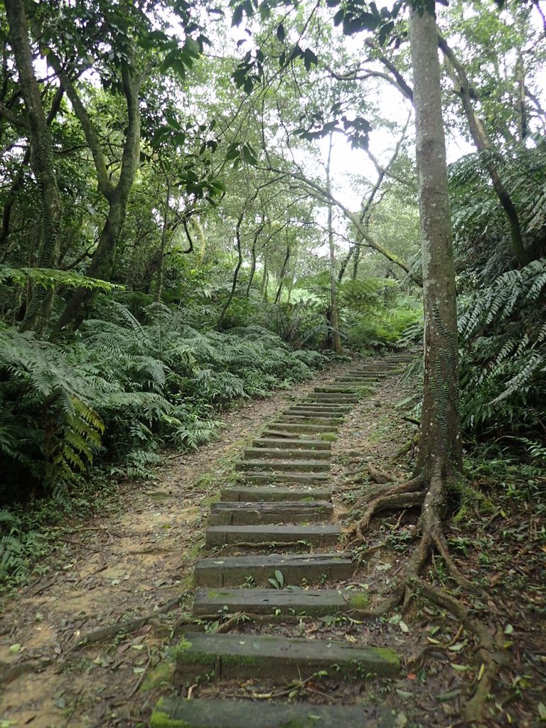 P3018879.JPG - 深坑  土庫岳登山步道  (02)