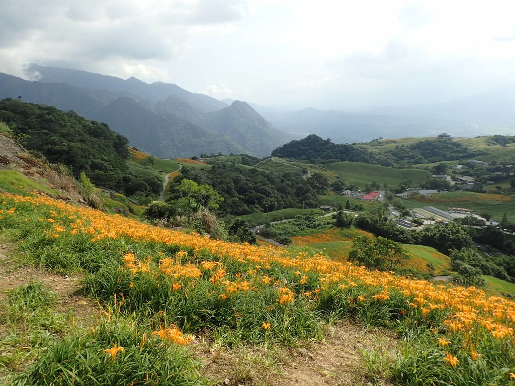 P9088022.JPG - 富里  六十石山  金針花季