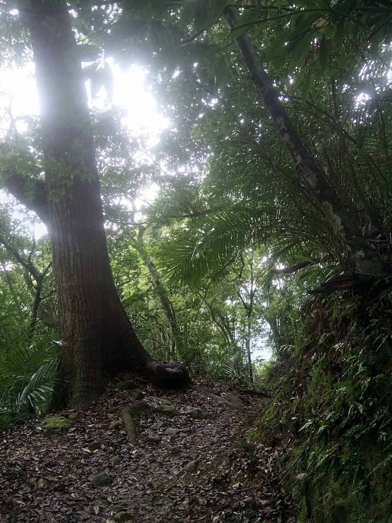 DSC_2821.JPG - 獅頭山  獅山古道  (02)