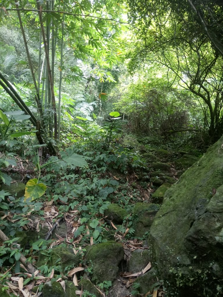 DSC_0998.JPG - 新竹  五指山登山步道