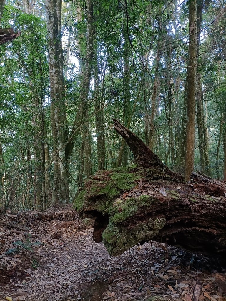 IMG20210205100624.jpg - 竹山  嶺頭山  金柑樹山