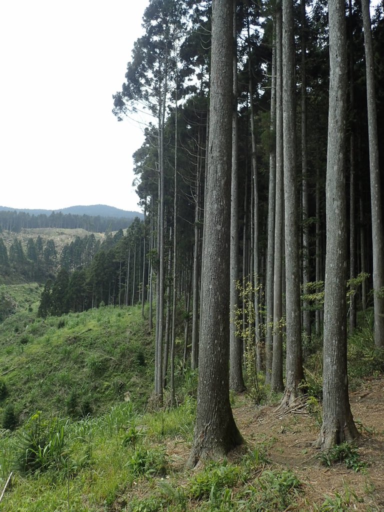 P4036942.JPG - 五峰  鵝公髻山登山步道  (02)