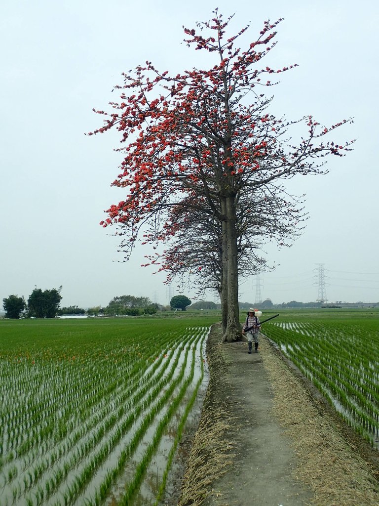 P3066501.JPG - 竹塘  田頭  木棉花道