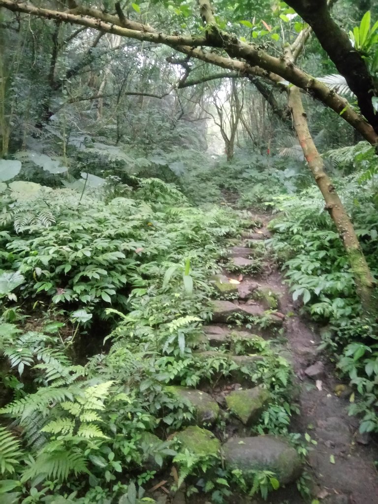 DSC_6191.JPG - 三峽  白雞山登山步道