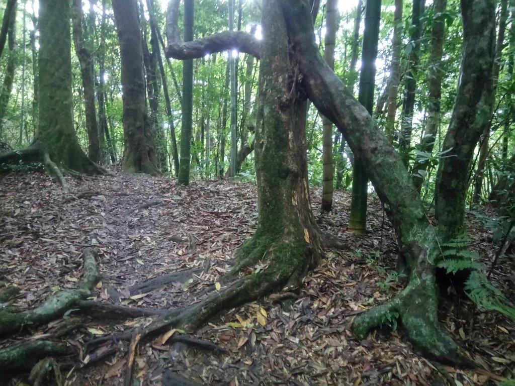 DSC_1244.JPG - 石壁山  嘉南雲峰步道