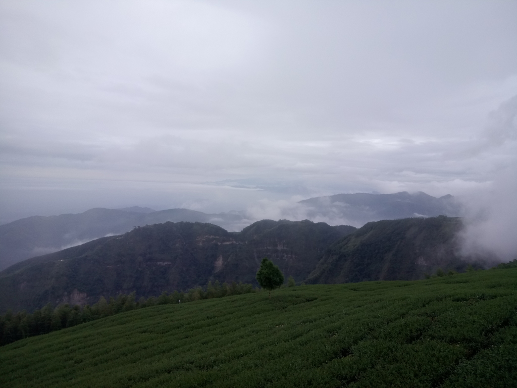 DSC_1346.JPG - 古坑  雲嶺之丘