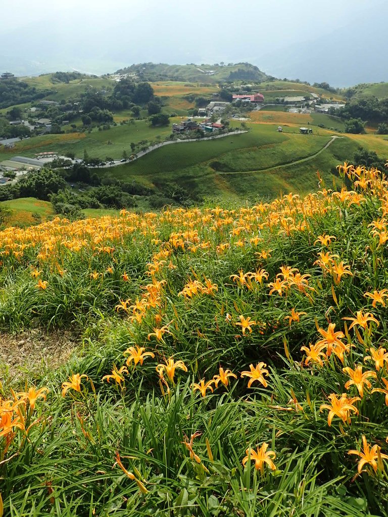 P9088023.JPG - 富里  六十石山  金針花季