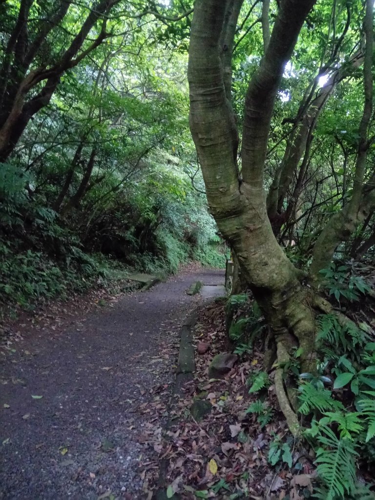 DSC_5785.JPG - 陽明山  水管路古道行