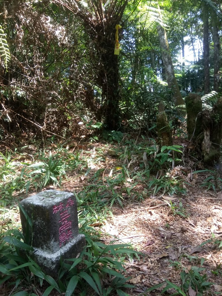 DSC_4043.JPG - 魚池  過坑山登山步道