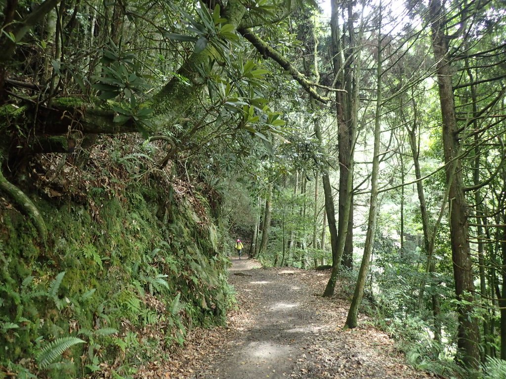 P7235910.JPG - 台中  和平  橫嶺山自然步道