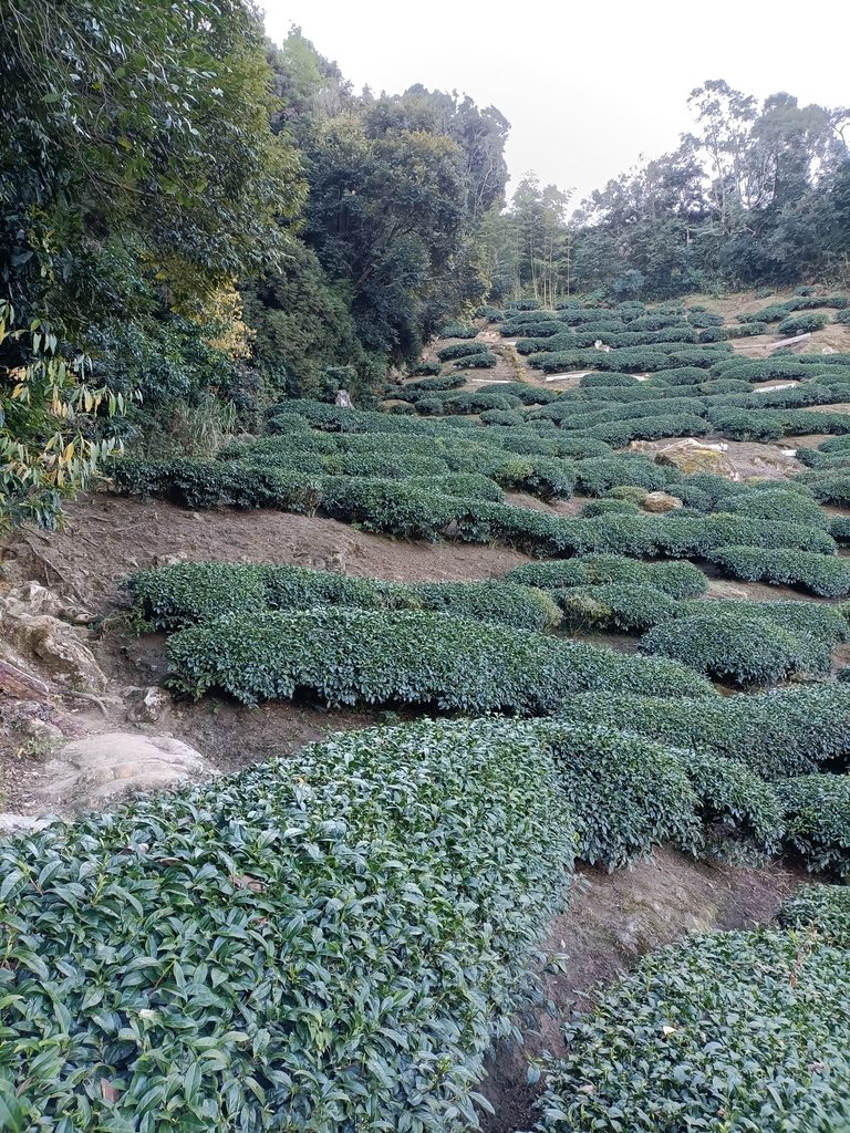 IMG20210205075019.jpg - 竹山  留龍頭  茶園風光