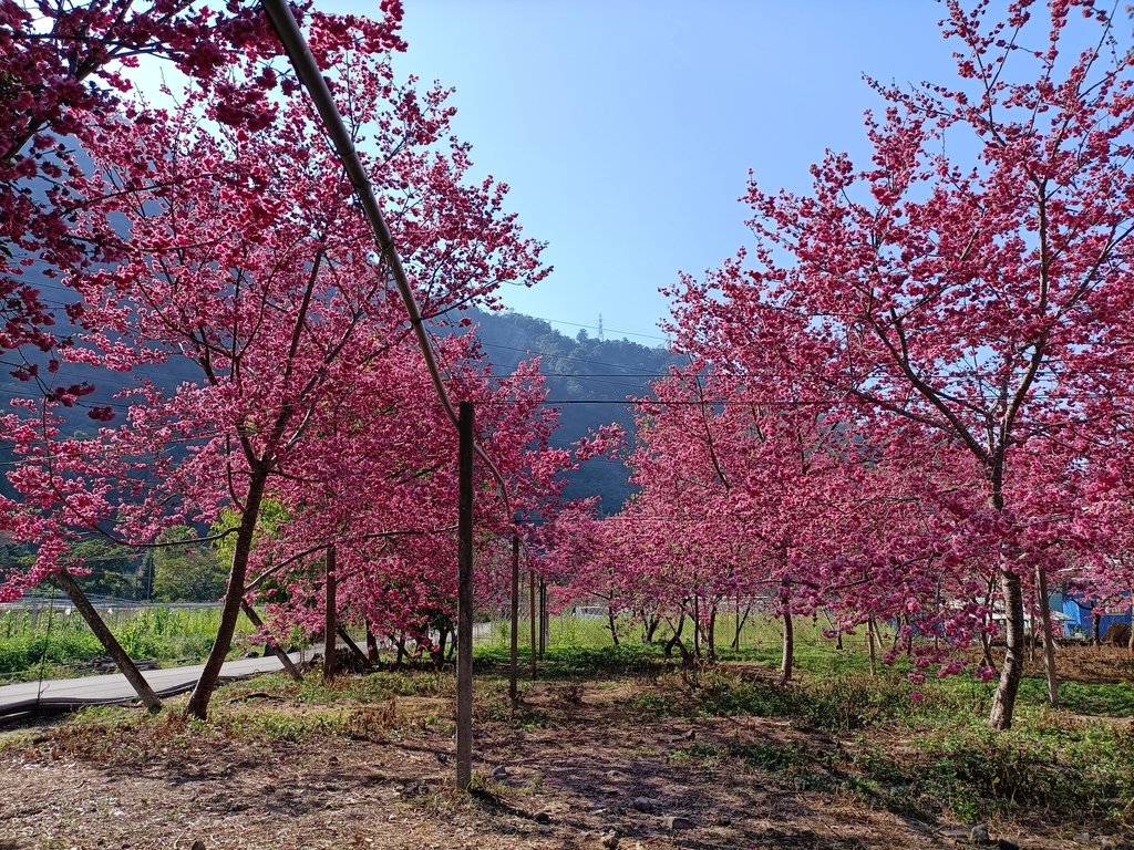 IMG20210221145506.jpg - 谷關  求安部落  櫻花林秘境