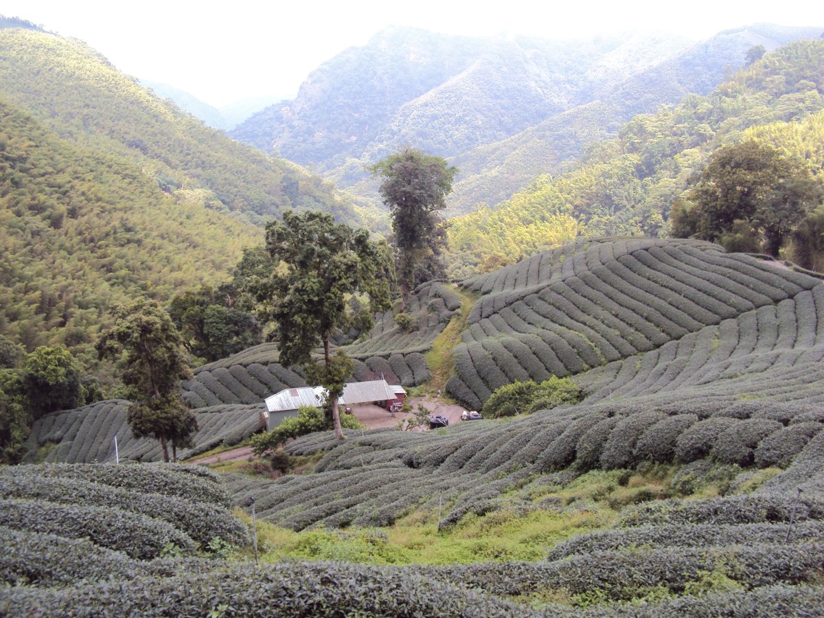 DSC08018.JPG - 竹山  軟鞍  八卦茶園