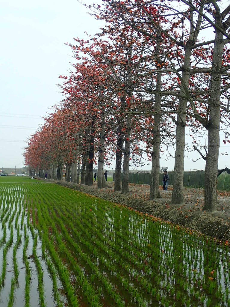 P3066502.JPG - 竹塘  田頭  木棉花道