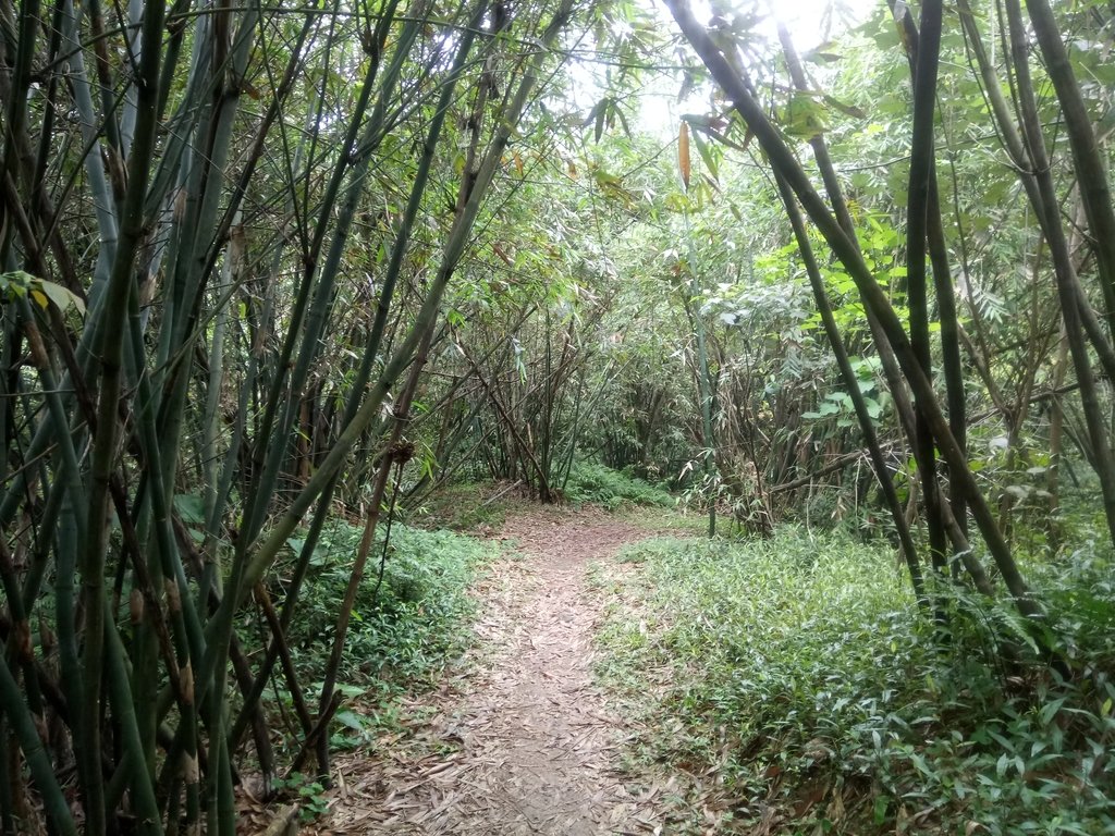 DSC_9316.JPG - 基隆  五坑山  總督嶺步道