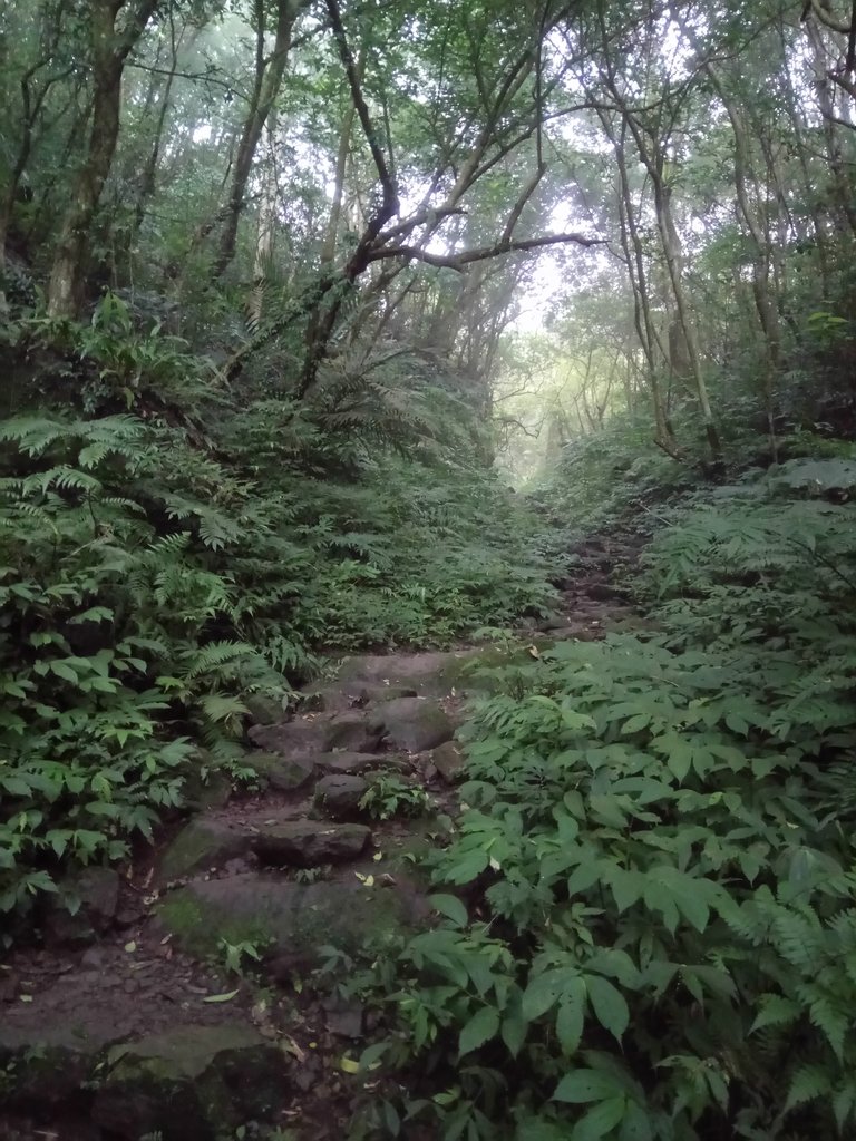 DSC_6194.JPG - 三峽  白雞山登山步道