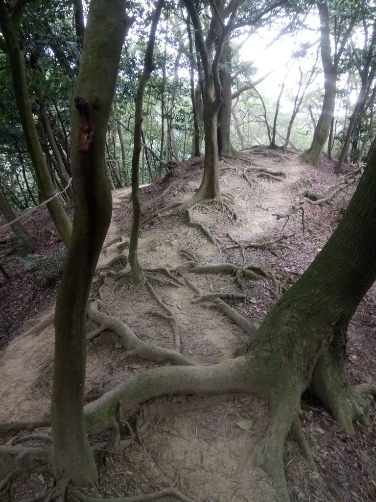 DSC_5150.JPG - 三峽  鳶尾山登山步道