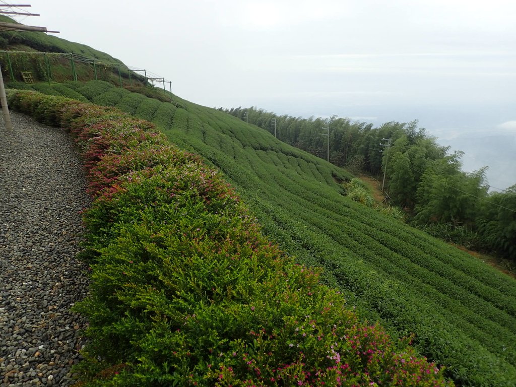 PA231798.JPG - 古坑  雲嶺之丘