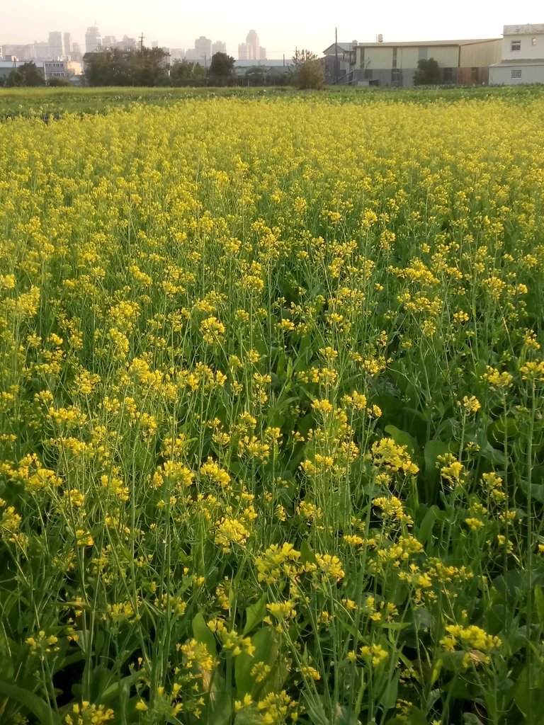 DSC_0179.JPG - 台中  西屯  油菜花田