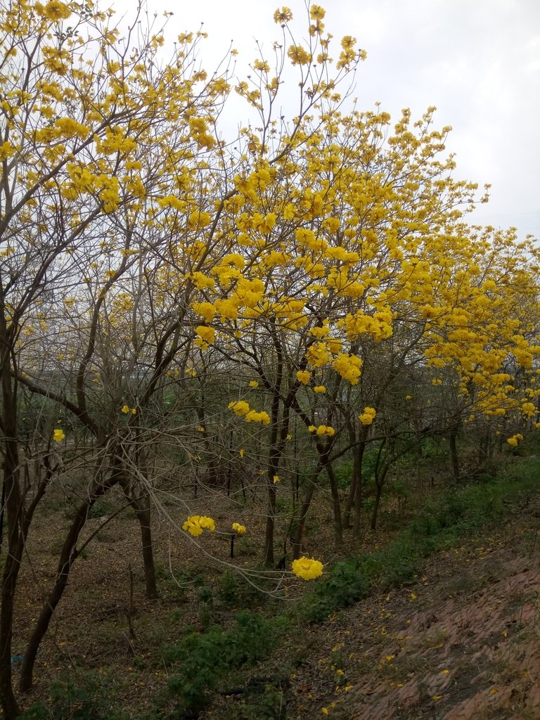 DSC_8413.JPG - 竹塘  田頭堤防  黃花風鈴木