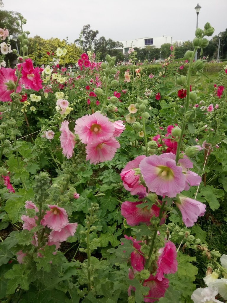 DSC_9209.JPG - 花博公園  蜀葵花季