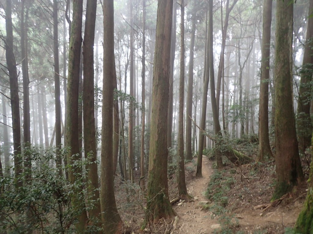 P2034945.JPG - 南庄  加里山  森林鐵道