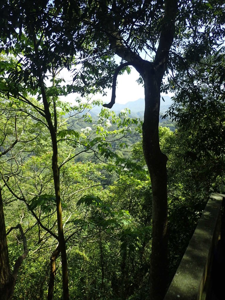 P4161419.JPG - 霧峰  青桐林生態園區