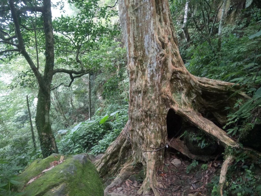 DSC_1016.JPG - 新竹  五指山登山步道