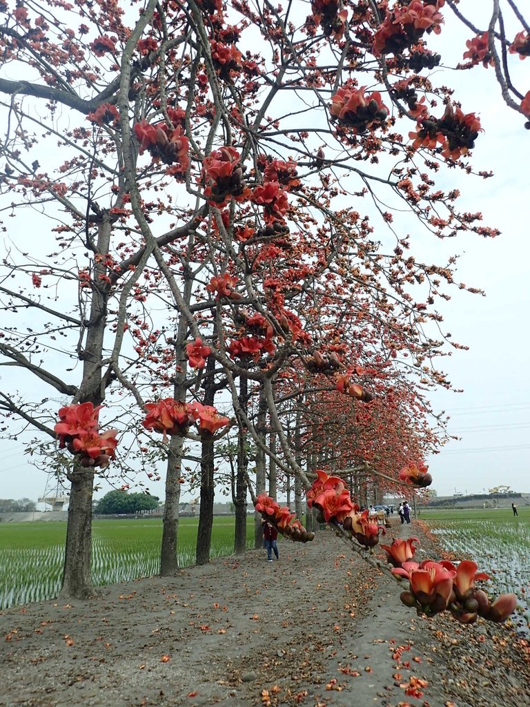 P3066511.JPG - 竹塘  田頭  木棉花道