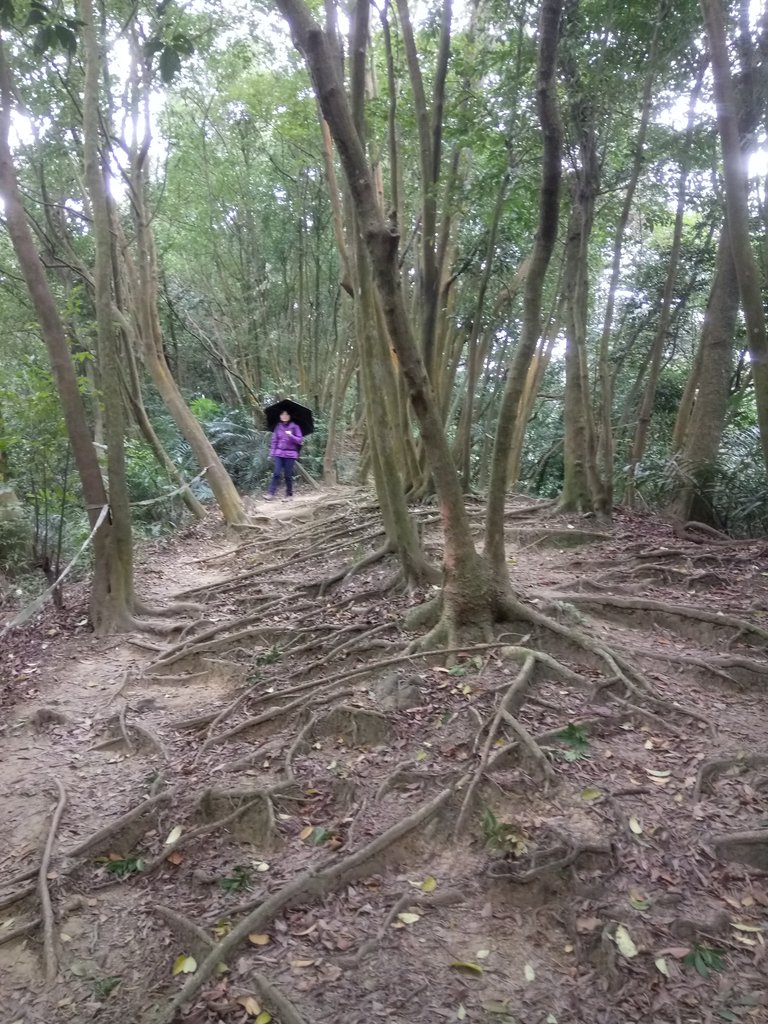 DSC_5153.JPG - 三峽  鳶尾山登山步道