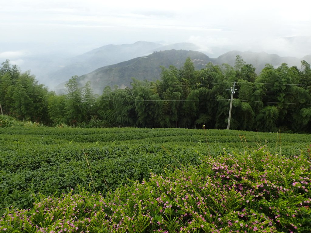 PA231800.JPG - 古坑  雲嶺之丘