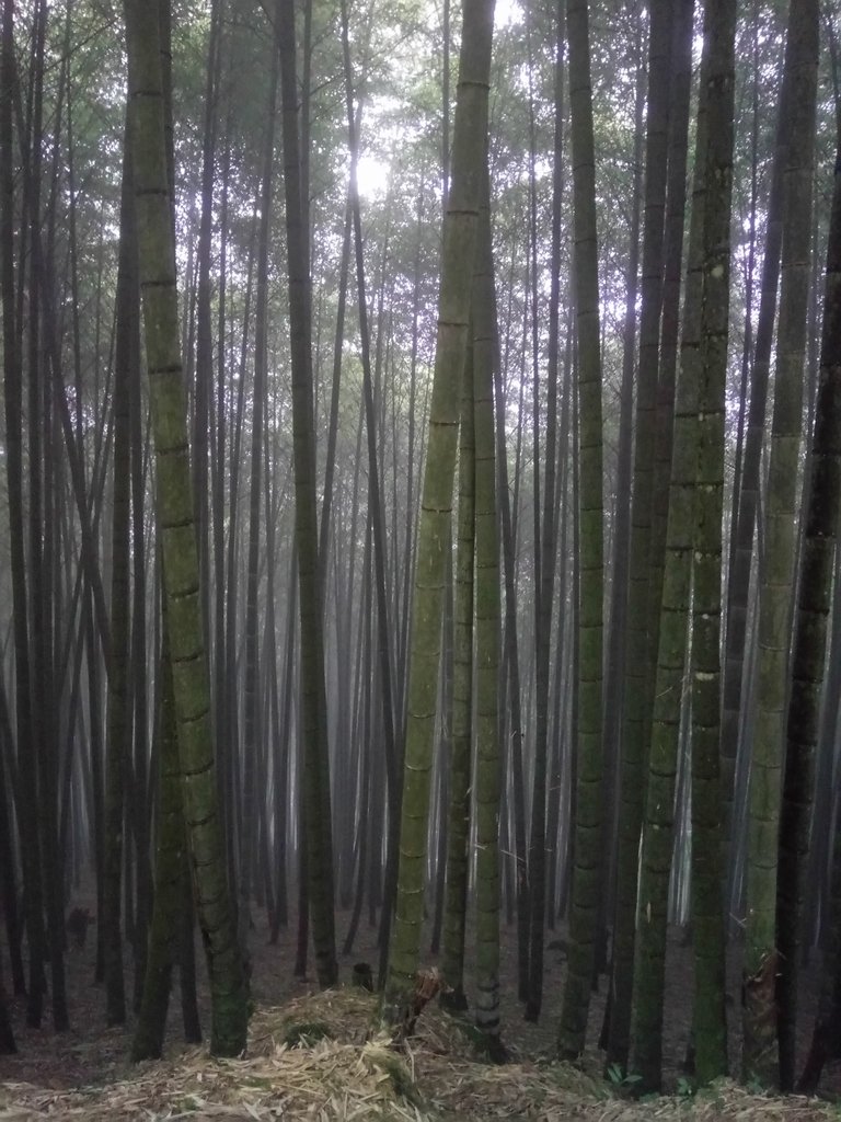 DSC_0431.JPG - 鹿谷  大崙山  霧中茶園之美(03)