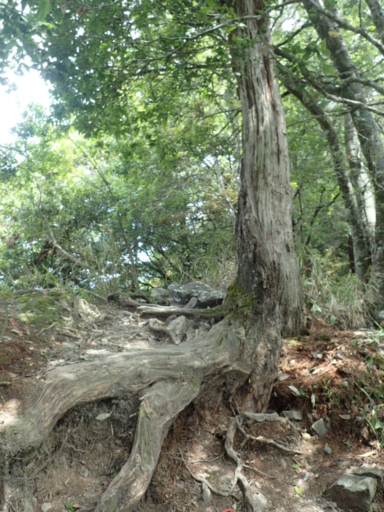 P5012338.JPG - 谷關七雄之  波津加山