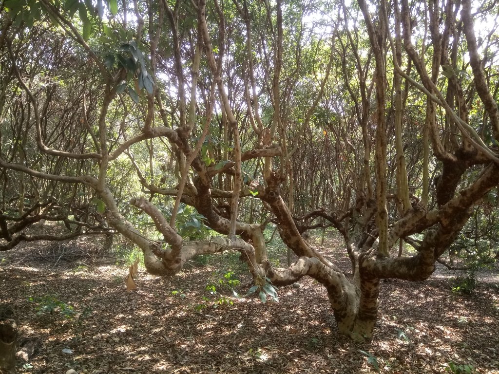 DSC_7287.JPG - 草屯平林  九九峰森林步道