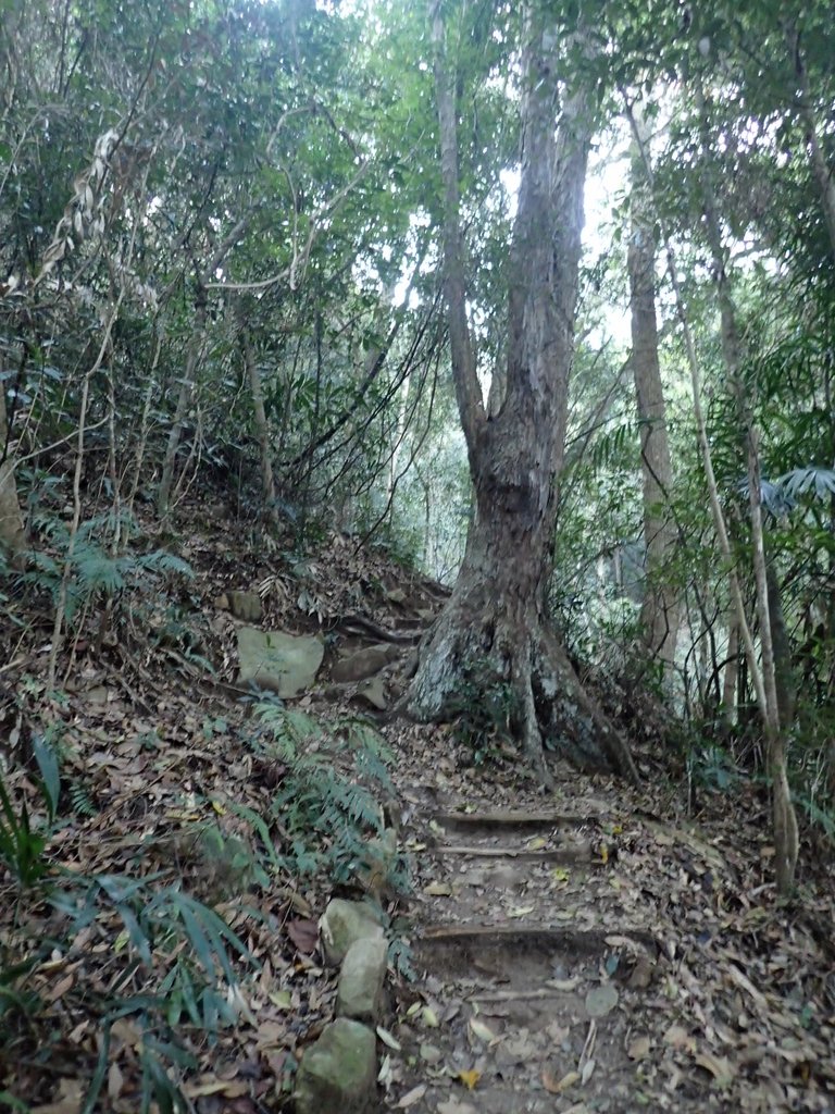 P3217521.JPG - 谷關七雄  白毛山  01