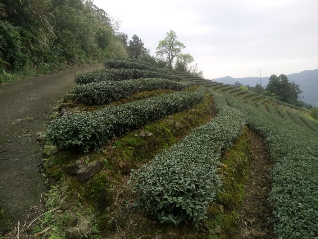 DSC_7197.JPG - 坪林  大湖尾茶園風光